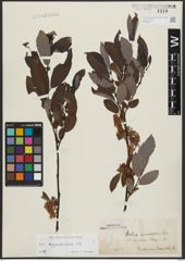 Foto von Salix appendiculata Vill.